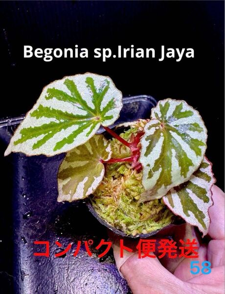 希少 Begonia sp Irian Jaya ベゴニア イリアンジャヤ 原種