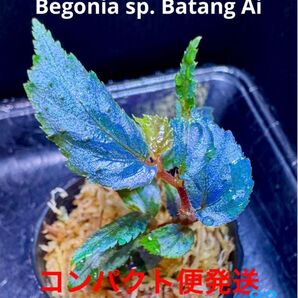 Begonia sp. Batang Ai ベゴニア バタンアイ 原種 青ベゴニア
