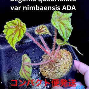 Begonia quadrialata var nimbaensis ベゴニア クアドリアラータ ニンバエンシス ADA 原種
