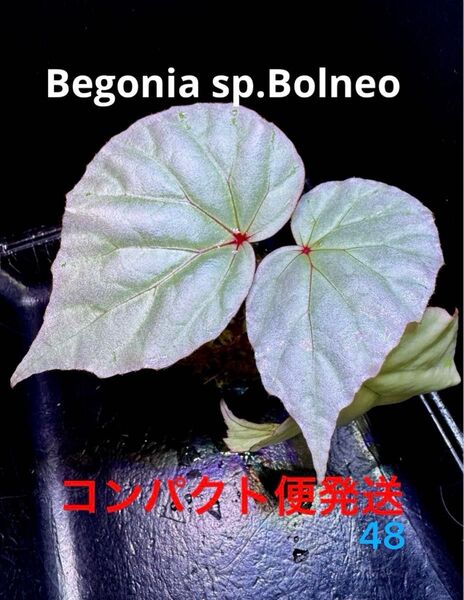 希少 美株!Begonia sp.Bolneo ベゴニア ボルネオ !原種ベゴニア 熱帯植物