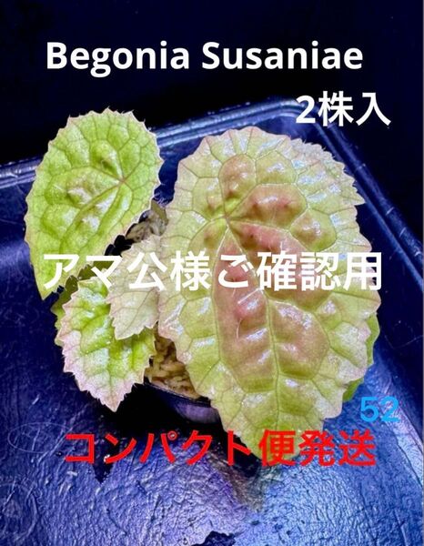 専用!Begonia Susaniae ベゴニア スサニアエ!原種ベゴニア