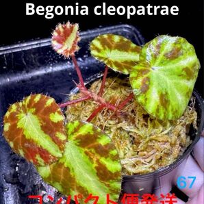 Begonia Cleopatrae ベゴニア クレオパトラエ 原種 熱帯植物