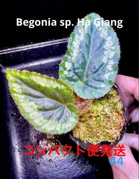 Begonia sp. Ha Giang North Vietnam ベゴニア ハジャン! 原種ベゴニア 熱帯植物