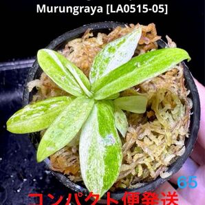 極斑 Schismatoglottis sp. 初霜錦 スキスマトグロッティス