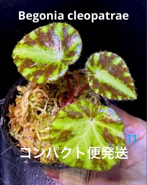 Begonia Cleopatrae ベゴニアクレオパトラエ 原種 熱帯植物