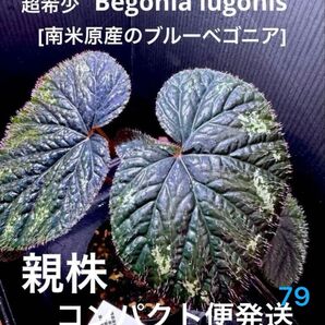 超希少 Begonia lugonis ベゴニア ルゴニス 増殖株!原種ベゴニア 熱帯植物