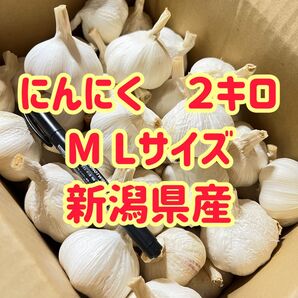 にんにく2キロ サイズ大きめLM玉 新潟県産