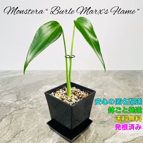 モンステラ バールマルクスフレーム ディラセラータ アロイド 系 Monstera Burle Marx's Flame ①