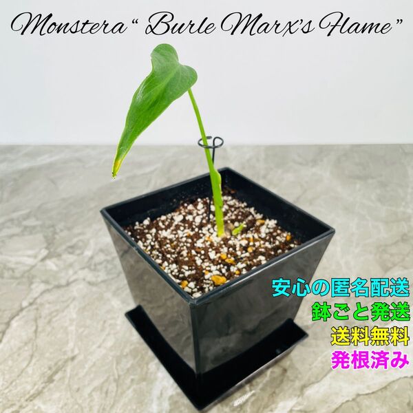 モンステラ バールマルクスフレーム ディラセラータ アロイド 系 Monstera Burle Marx's Flame ③