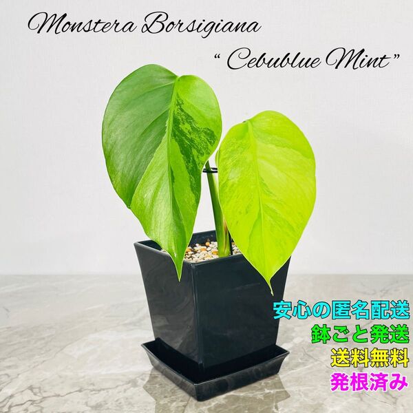 モンステラ ボルシギアナ セブブルーミント ミント 斑入り バリエガータ Monstera Cebublue Mint ①