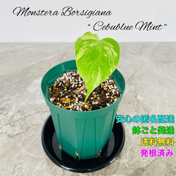 モンステラ ボルシギアナ セブブルーミント ミント 斑入り バリエガータ Monstera Cebublue Mint ②
