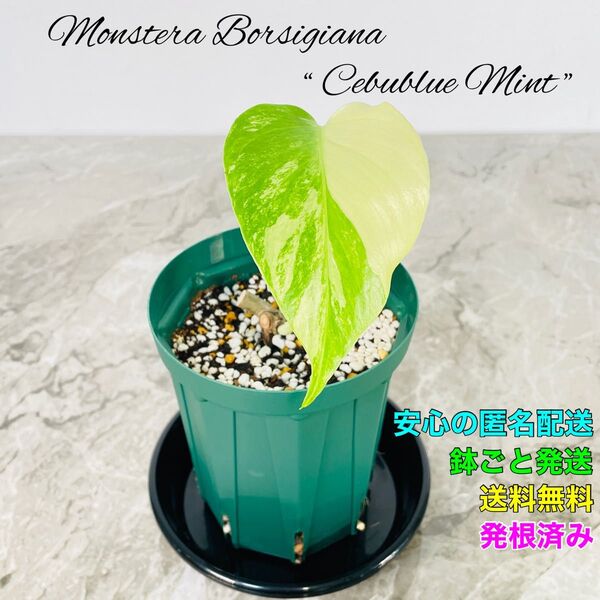 モンステラ ボルシギアナ セブブルーミント ミント 斑入り バリエガータ Monstera Cebublue Mint ③