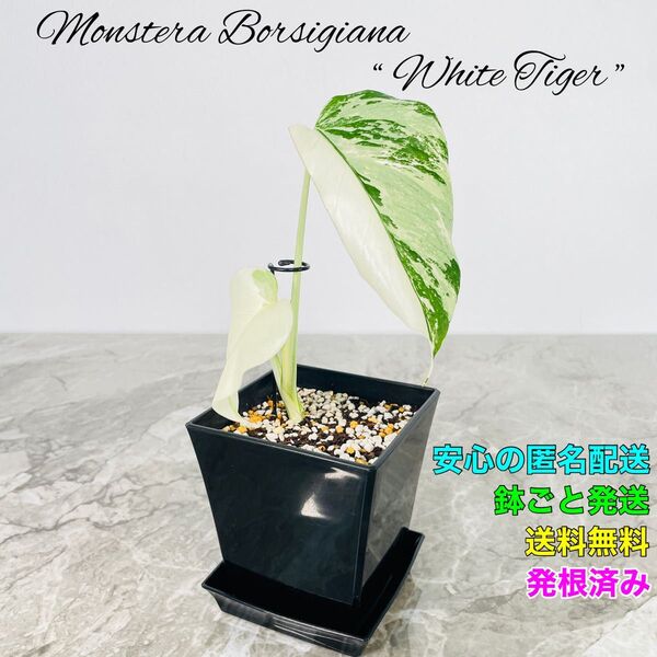 モンステラ ボルシギアナ ホワイトタイガー 白 斑入り バリエガータ Borsigiana “ White Tiger ”