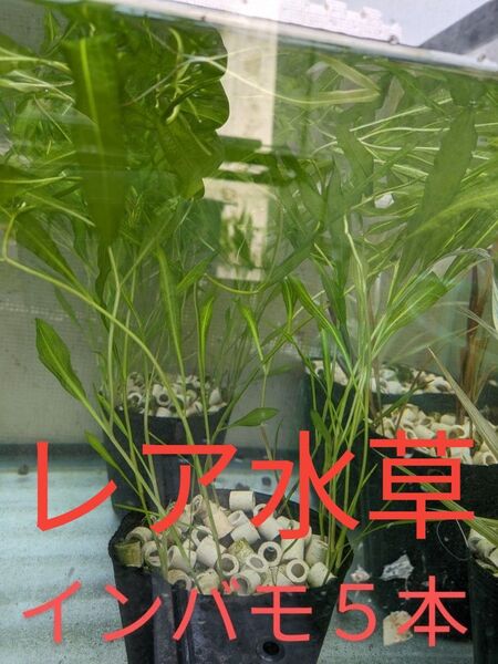 《レア水草》インバモ 5本