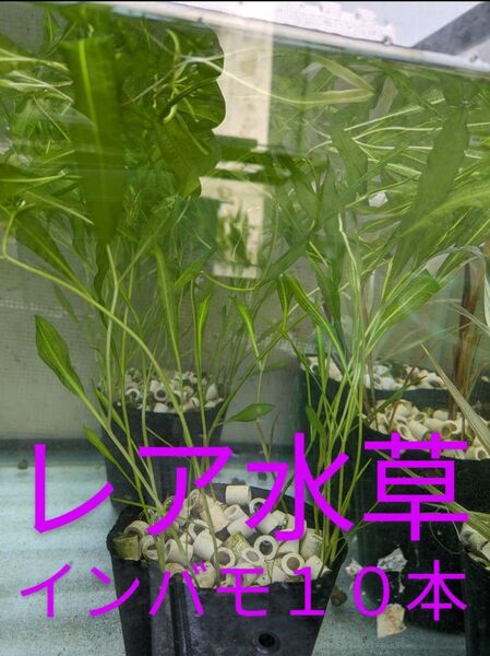 《レア水草》インバモ 10本