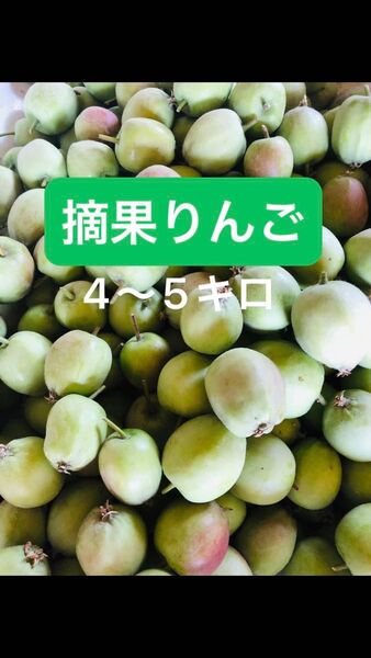 青森県産訳あり”加工用摘果りんご”4〜5キロ