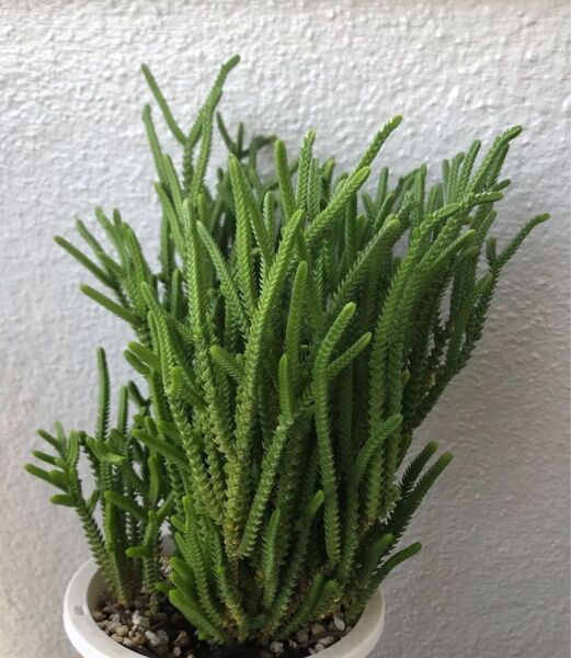 多肉植物 若緑 カット苗 10本
