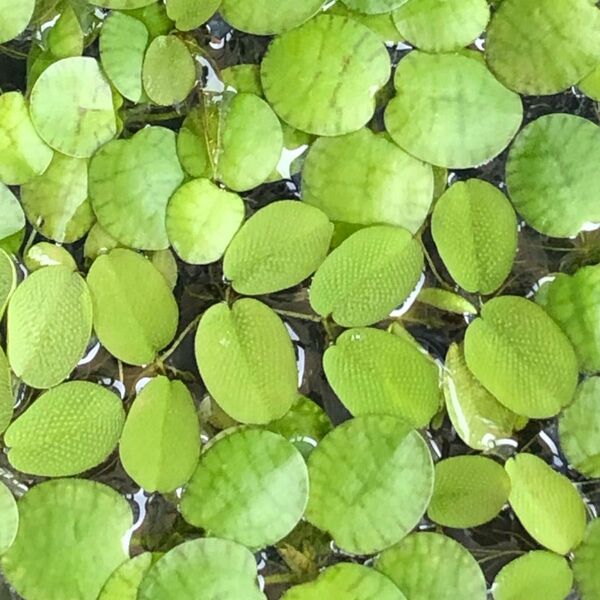 浮草セット
