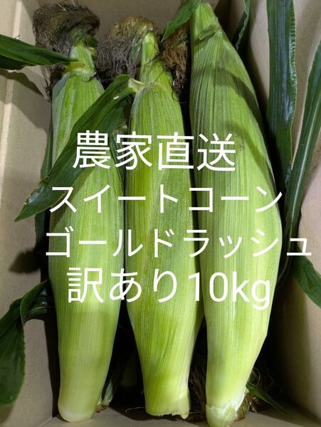 ゴールドラッシュ とうもろこし 訳あり、箱込み約5kg