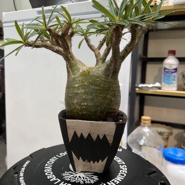 パキポディウム グラキリス 良型 肌 発根済み 塊根植物 現地株