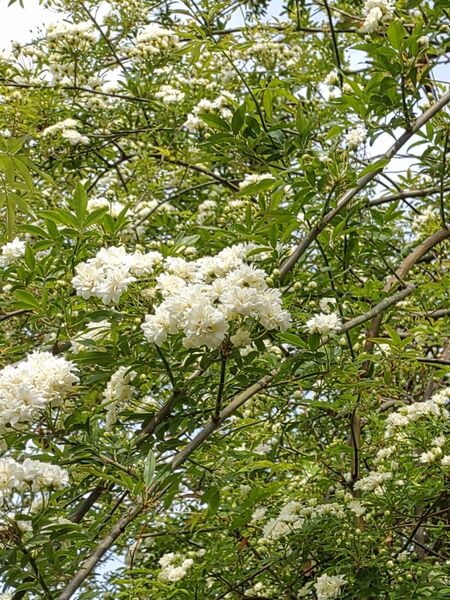 モッコウバラ 八重咲白花 挿し穂用枝カット10本