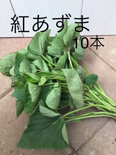 さつまいも切り苗 紅あずま10本