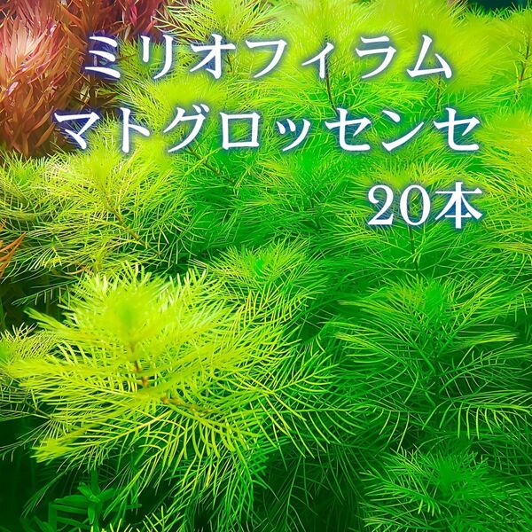 ミリオフィラムマトグロッセンセ 20本 【ネコポス発送】