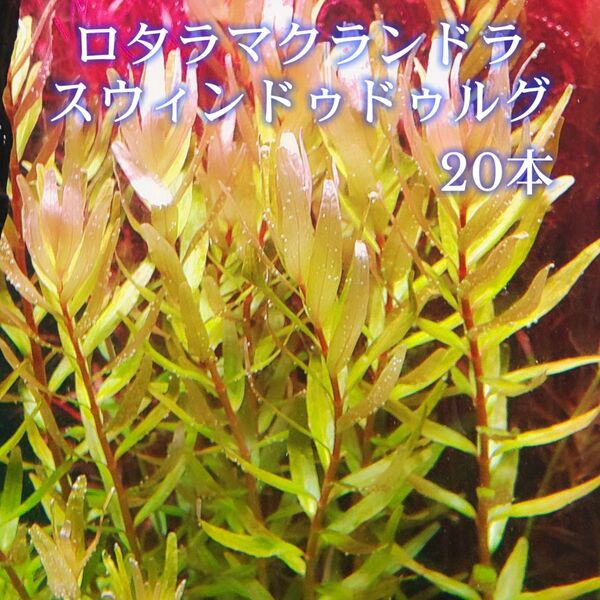 ロタラ マクランドラ スウィンドゥドゥルグ 20本 【ネコポス発送】
