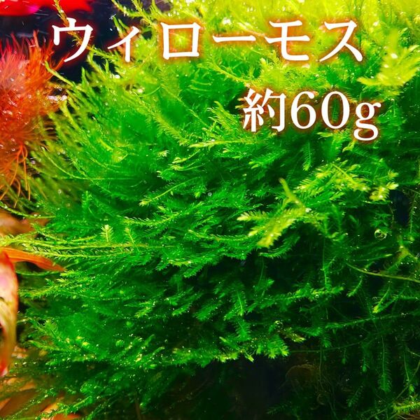 ウィローモス 約60g 【ネコポス発送】