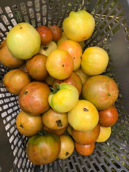 南信州産トマト箱入5キロぐらい 無農薬