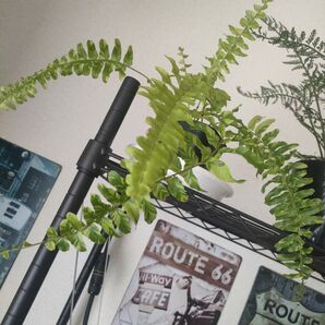 ネフロレピスタイガー シダ 植物