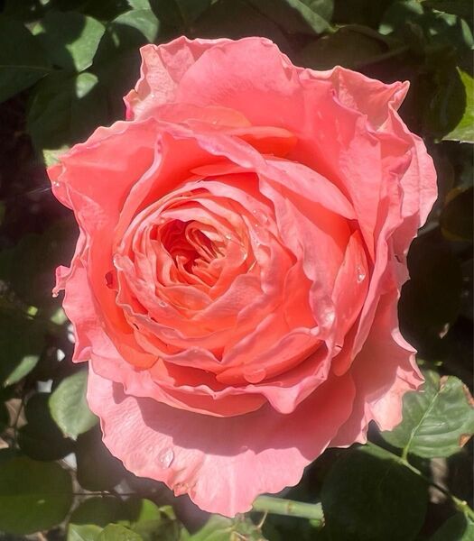 切り花品種 薔薇苗 挿し木苗 サーモンピンク系 マ●ゴー