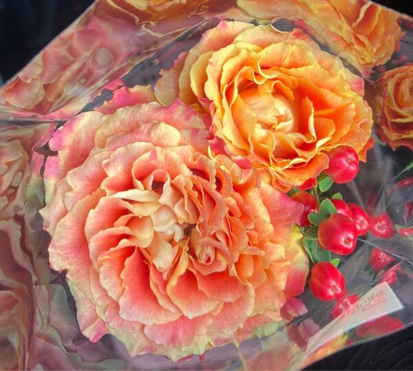 バラ苗挿し木 超大輪 切り花品種