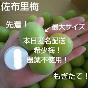 希少 佐布里梅 栽培期間中農薬不使用 約①キロ 匿名 本日発送!