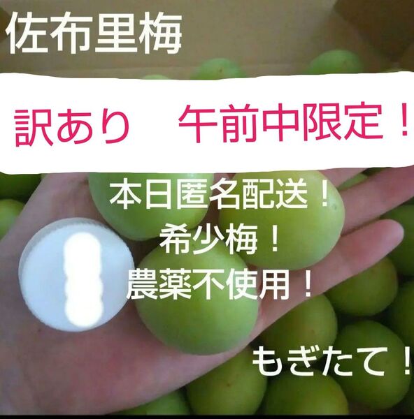梅シロップ、梅肉エキス用 佐布里梅 箱込み約950g 栽培期間中農薬不使用 匿名 先着1名のみ お得