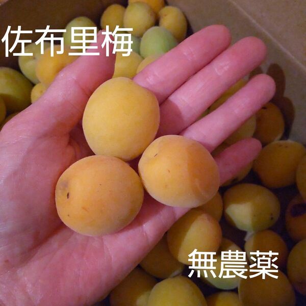 佐布里梅 ほぼ完熟 無農薬 約①キロ
