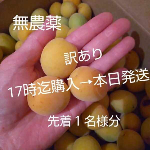 佐布里梅 箱込み 約1キロ無農薬 完熟梅
