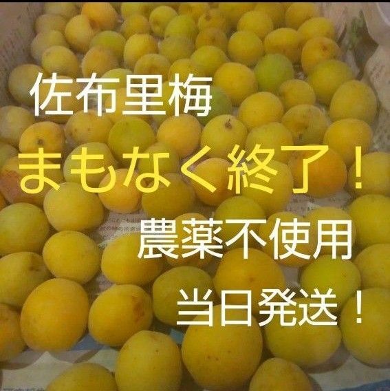 佐布里梅 自然栽培 無農薬梅 完熟梅 箱込み約950g
