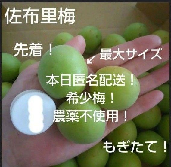 希少梅 栽培期間中農薬不使用 佐布里梅 匿名 約2キロ