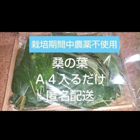 桑の葉 栽培期間中農薬不使用 ポスト投函 A4サイズ満タン