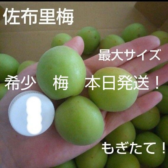 15時まで購入で本日発送!青梅 希少!佐布里梅 栽培期間中農薬不使用 箱込み約①キロ レア 先着