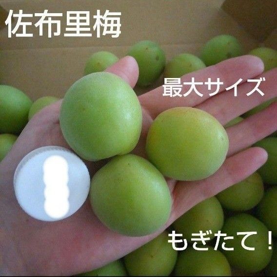 ヤマト便先着!希少梅 青梅 佐布里梅 約①キロ 栽培期間中農薬不使用