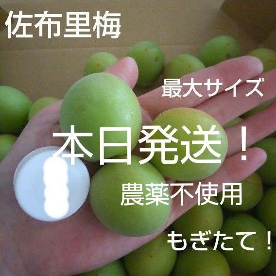 ほぼ完熟 2025年まもなく終了! 希少 佐布里梅 栽培期間中農薬不使用 ヤマト便 箱込み約950g