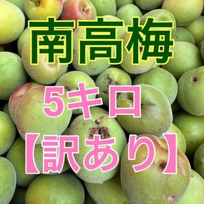 紀州南高梅 青梅 訳あり5キロ