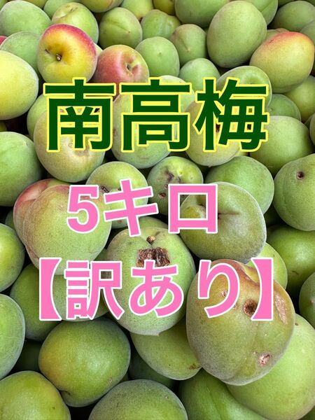 紀州南高梅 青梅 訳あり 5キロ