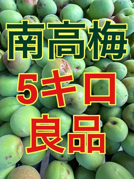 紀州南高梅 青梅 良品 5キロ