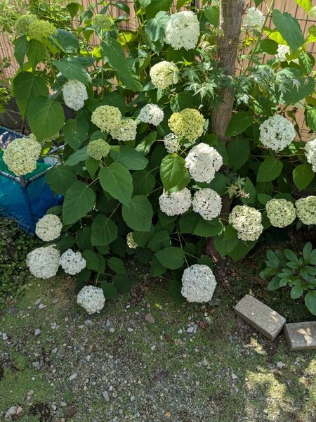 紫陽花アナベル挿し穂5本