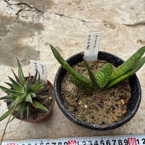 ハオルチア十二の巻とガステリアとらの巻のセット 多肉植物 ハオルチア
