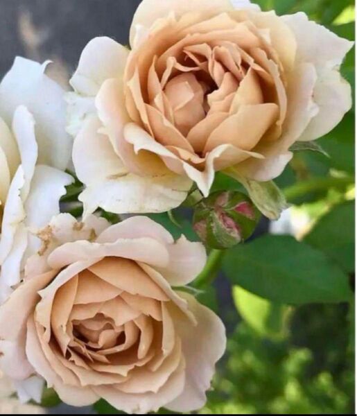 和バラ薔薇★強香★強健★四季咲き★薔薇苗★バラ★挿し木苗
