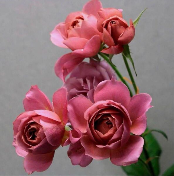 和バラ薔薇★強香★強健★四季咲き★薔薇苗★バラ★挿し木苗